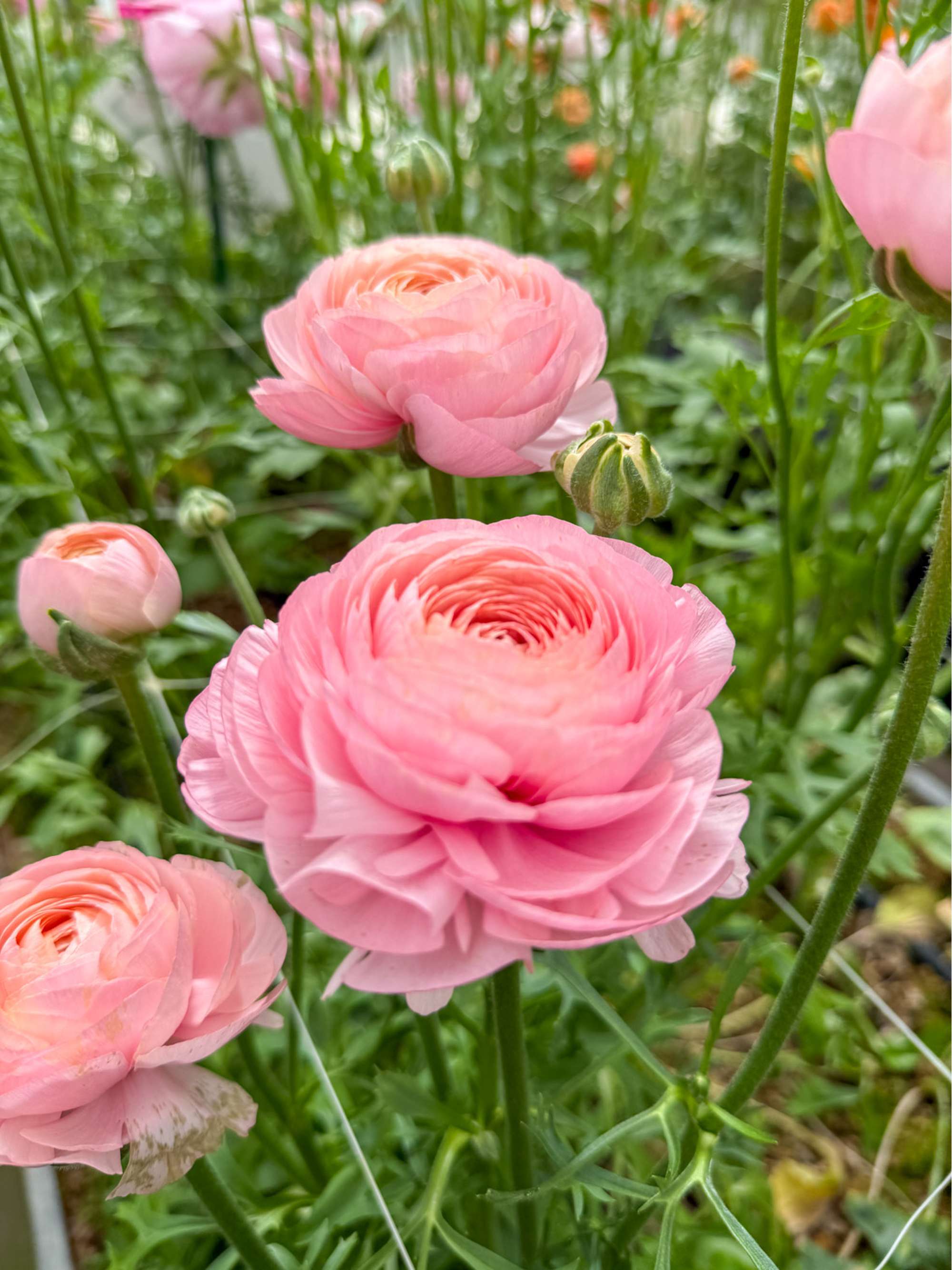 Ranunkel 'Elegance® Rosa Chiaro'